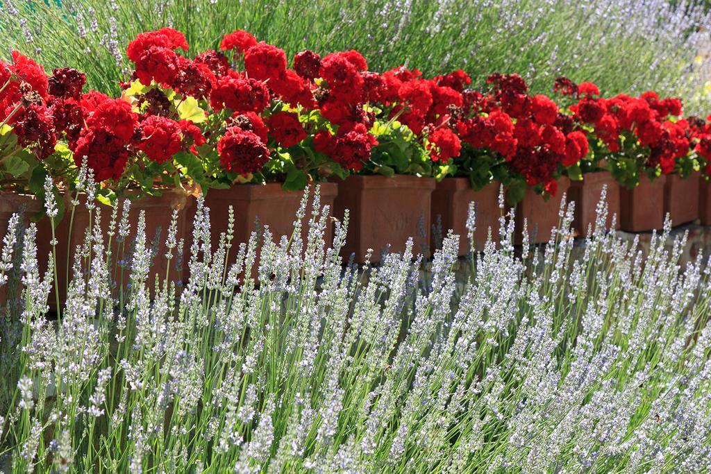 Agriturismo Cignan Rosso Villa Castellina in Chianti Exterior photo